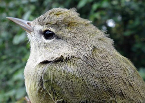 Orange-crowned Warbler