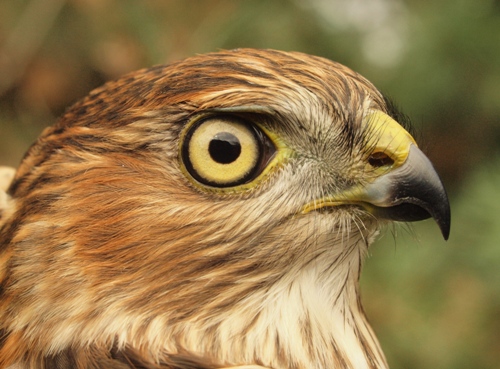 Sharp-shinned Hawk