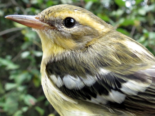 Blackburnian Warbler