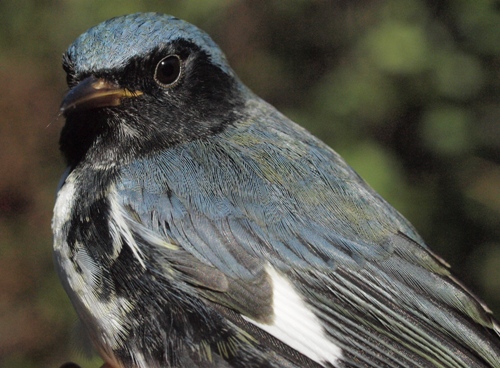 Black-throated Blue Warbler