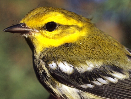 Black-throated Green Warbler