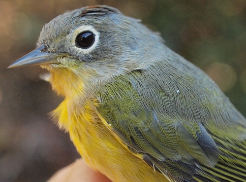 Nashville Warbler