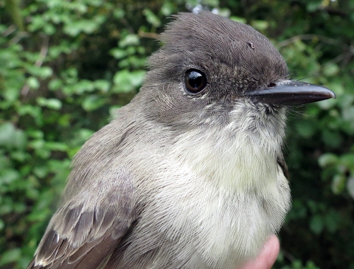 Eastern Phoebe