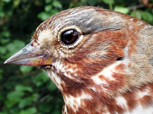 Fox Sparrow