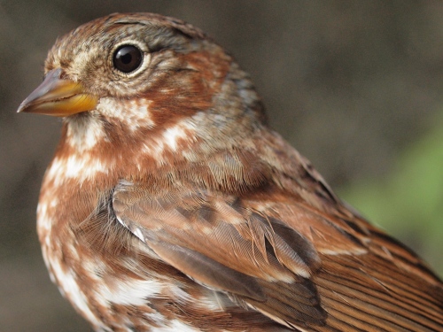 Fox Sparrow