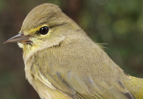 Orange-crowned Warbler