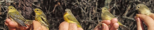 Warblers and kinglet