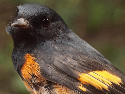 American Redstart