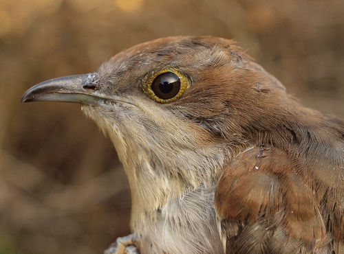 Black-billed Cuckoo