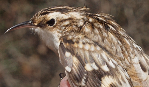 Brown Creeper