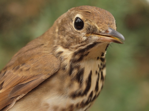 Hermit Thrush