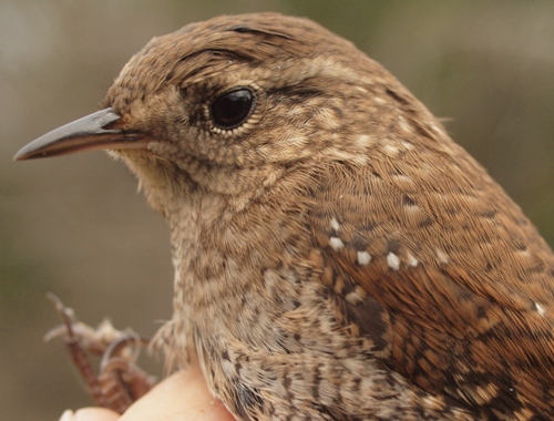 Winter Wren