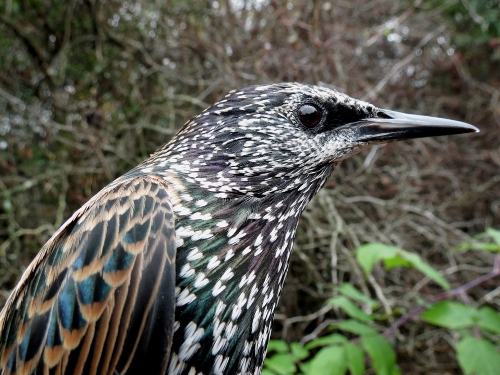 European Starling