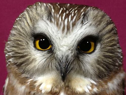 Northern Saw-whet Owl