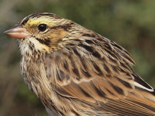 Savannah Sparrow