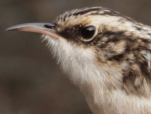 Brown Creeper