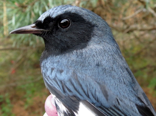 Black-throated Blue Warbler