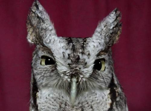 Eastern Screech-Owl