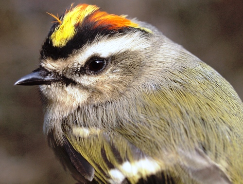 Golden-crowned Kinglet