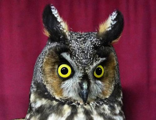 Long-eared Owl