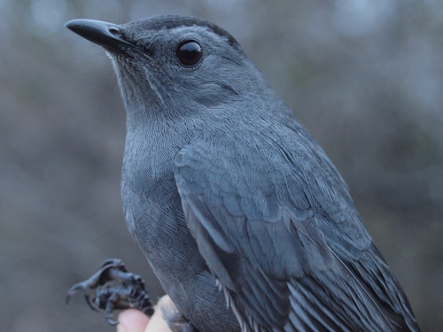 Gray Catbird