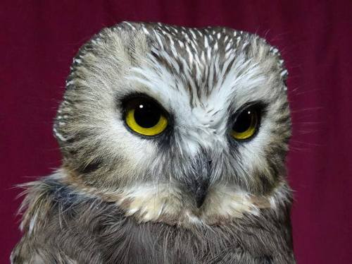 Northern Saw-whet Owl