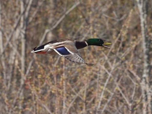 Mallard