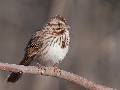 Song Sparrow