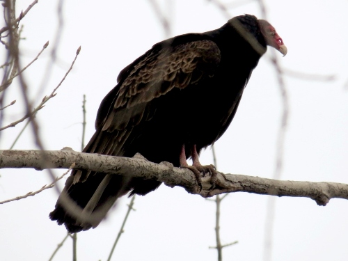 Turkey Vulture