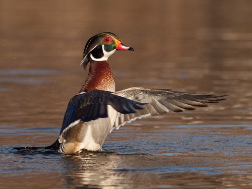 Wood Duck