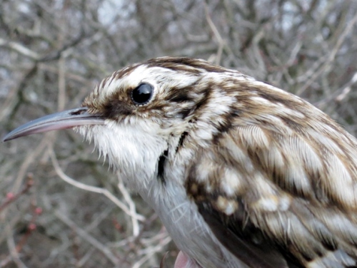 Brown Creeper