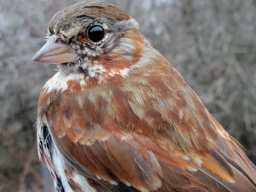 Fox Sparrow