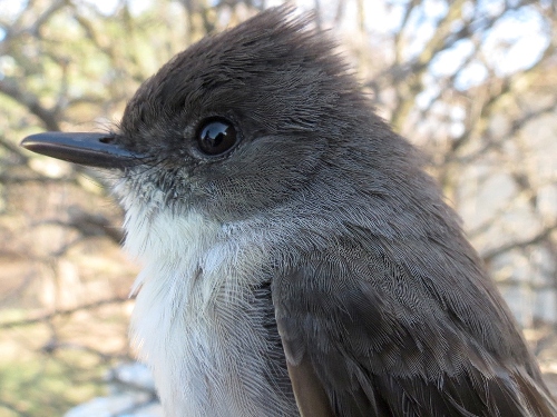 Eastern Phoebe