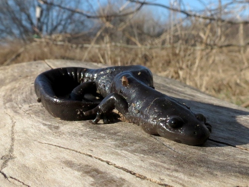 Salamander