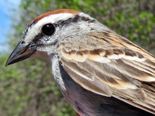 Chipping Sparrow