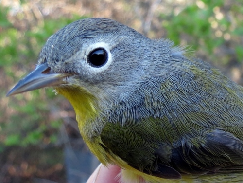 Nashville Warbler