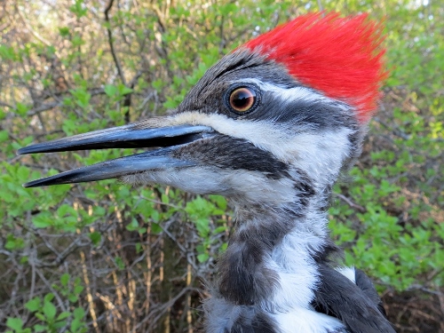 Pileated Woodpecker