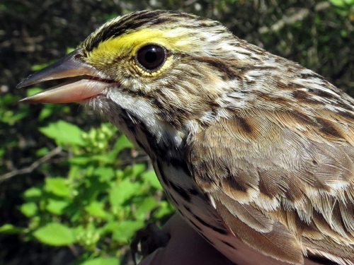 Savannah Sparrow