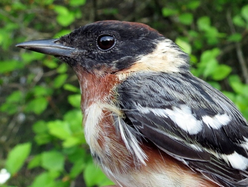 Bay-breasted Warbler