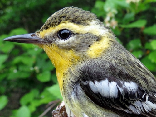 Blackburnian Warbler