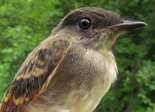 Eastern Phoebe