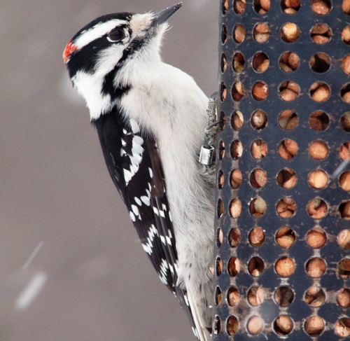 Downy Woodpecker