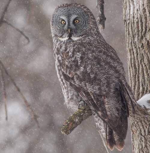 Great Gray Owl