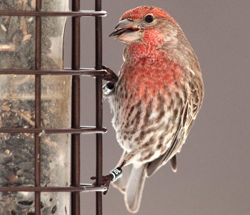 House Finch