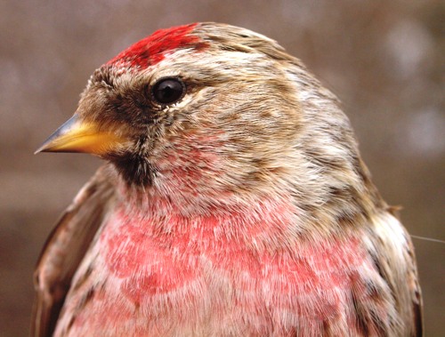 Common Redpoll