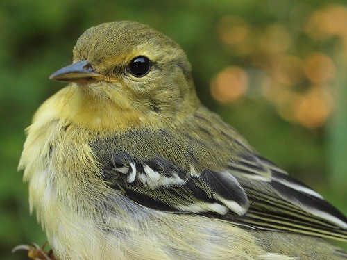 Blackpoll Warbler