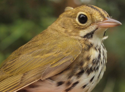Ovenbird