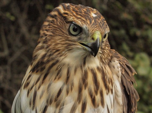 Cooper's Hawk
