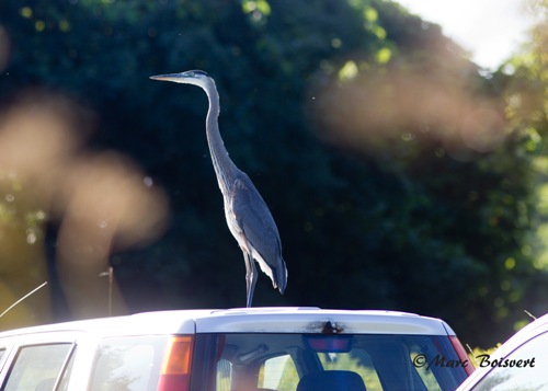 Great Blue Heron