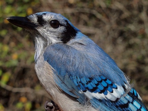 Blue Jay